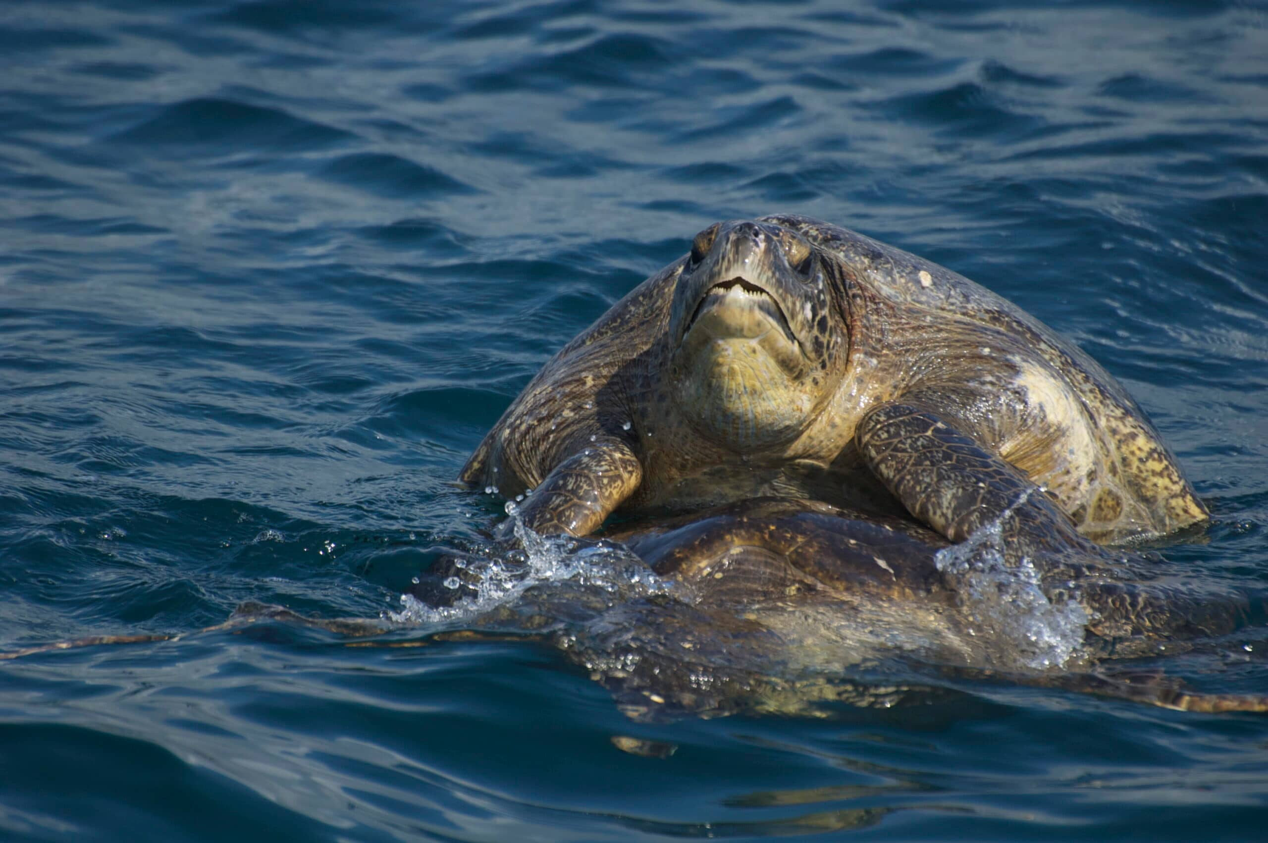 Adéntrate en la historia de los pueblos incas de América del Sur