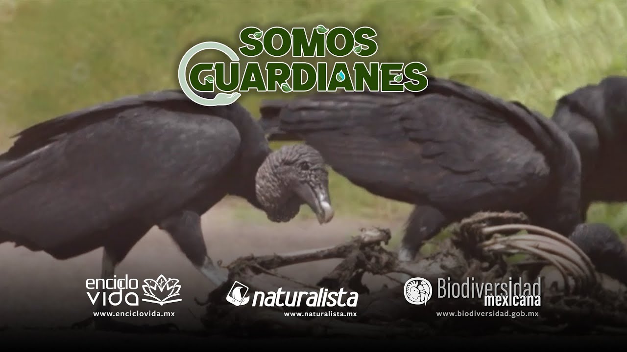 Descubre la diversidad de las especies animales a través de safaris en línea