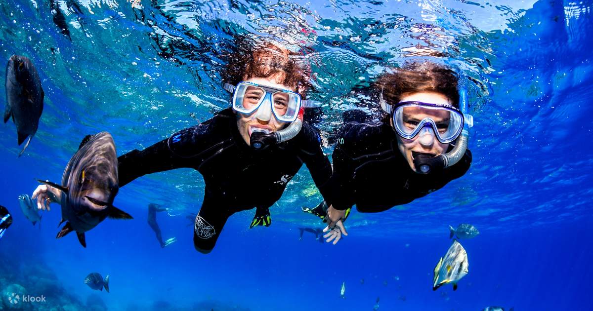 Sumérgete en las aguas cristalinas de la Gran Barrera de Coral desde tu computadora