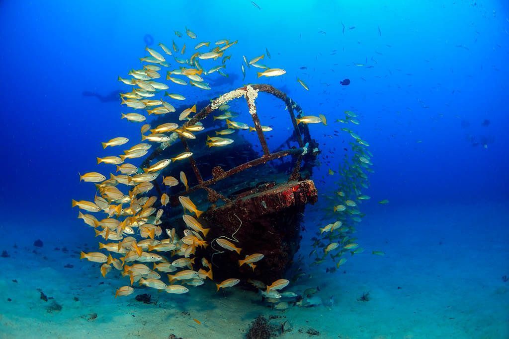 Sumérgete en las maravillas subacuáticas del Gran Arrecife de Coral en un tour en línea