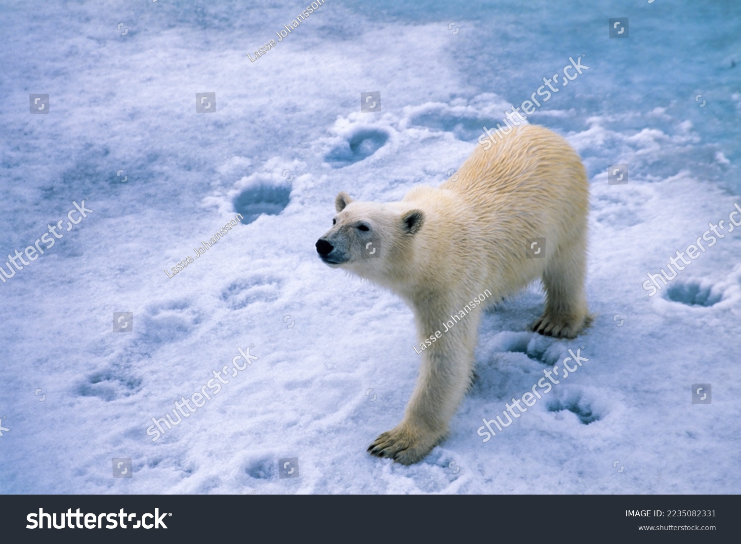 Viaja al Ártico y conoce la vida silvestre polar en nuestro tour virtual en video