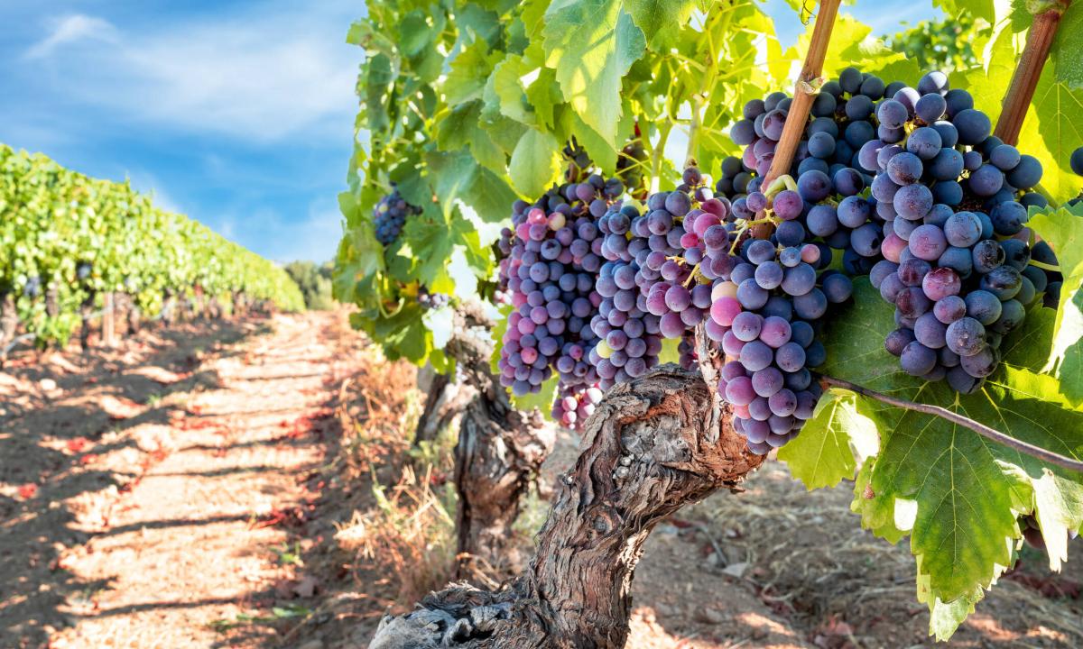 Viaja por los viñedos de Francia a través de una experiencia en línea