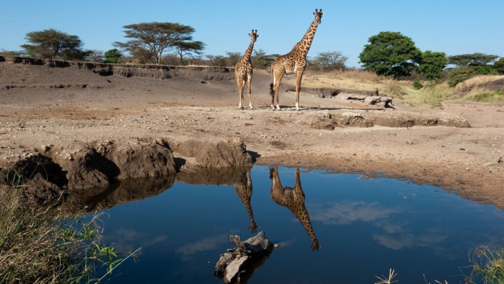 Vive la experiencia de un safari en el Serengueti a través de un tour en línea