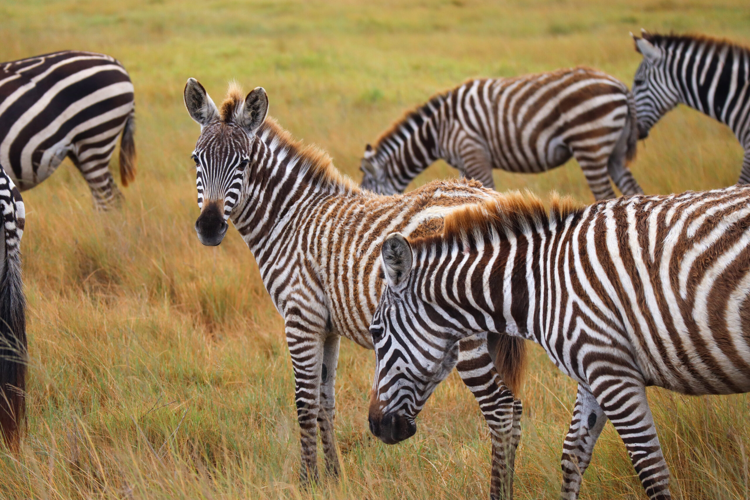 Vive la experiencia de un safari por la sabana africana sin salir de casa