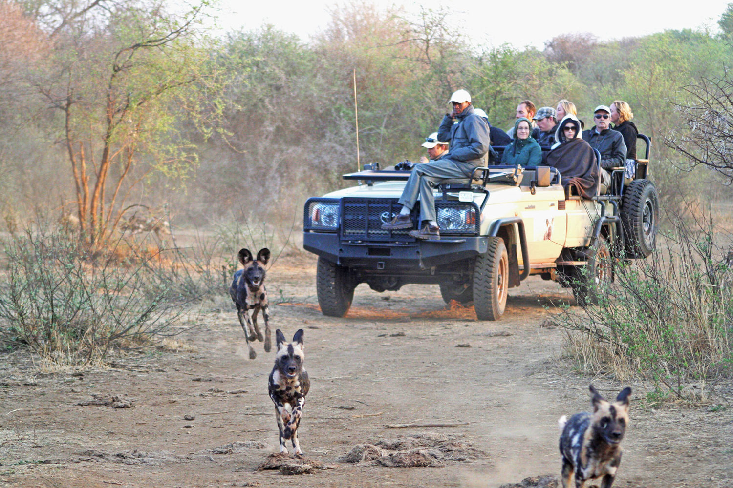 Vive la experiencia de una safari en Sudáfrica a través de un tour en línea
